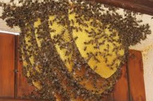 Article : Douala : Les abeilles de l’église ont disparu
